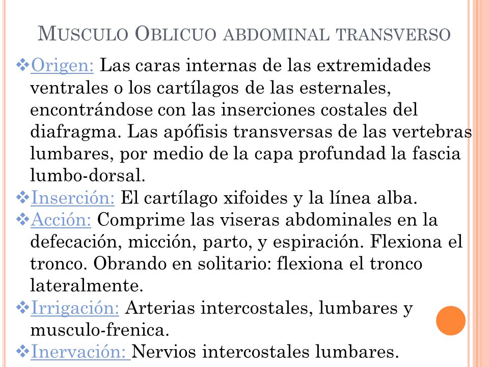 transverso del abdomen origen insercion inervacion y accion transverso del abdomen origen insercion inervacion y accion
